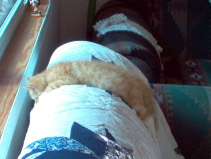 Picture of a cat / kitten / feline