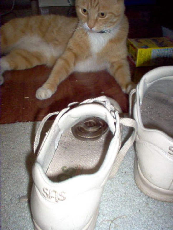 Picture of a cat / kitten / feline