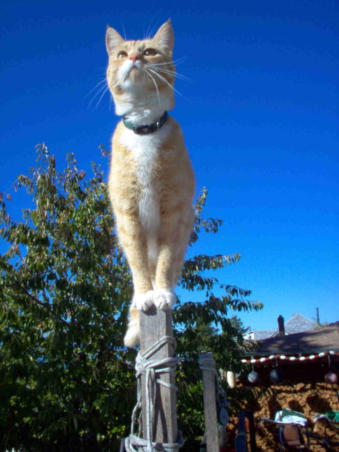 Picture of a cat / kitten / feline