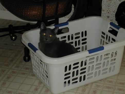 Picture of a cat / kitten / feline