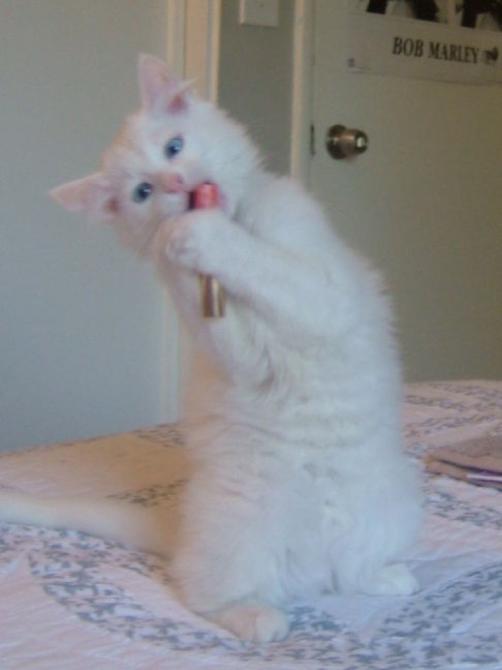 Picture of a cat / kitten / feline