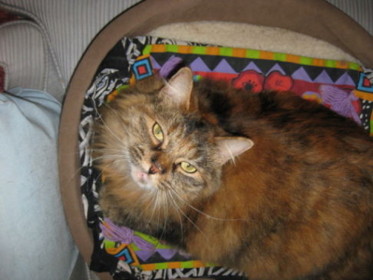 Picture of a cat / kitten / feline