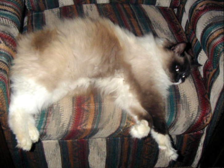 Picture of a cat / kitten / feline