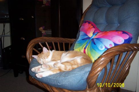 Picture of a cat / kitten / feline