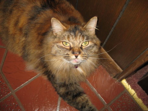 Picture of a cat / kitten / feline