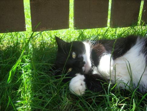 Picture of a cat / kitten / feline