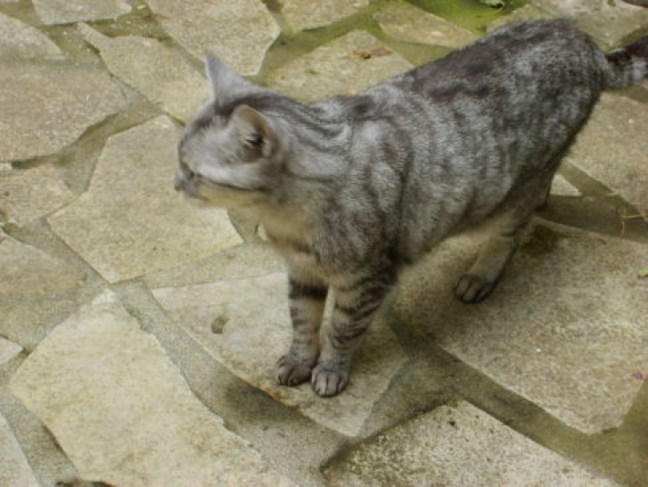 Picture of a cat / kitten / feline