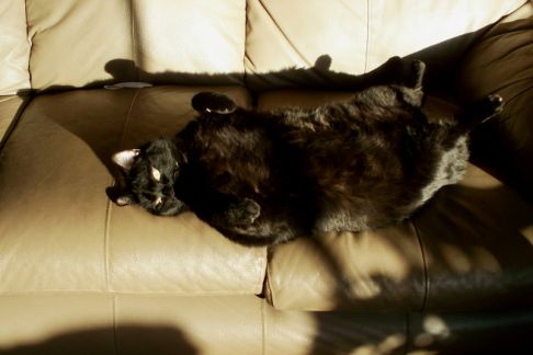 Picture of a cat / kitten / feline