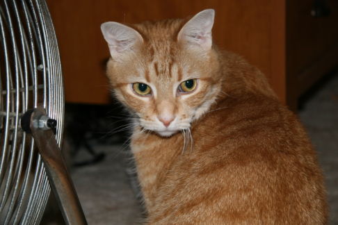 Picture of a cat / kitten / feline