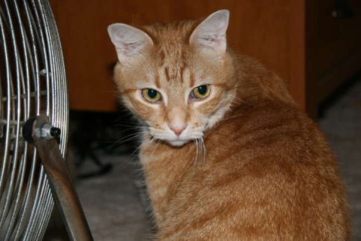 Picture of a cat / kitten / feline