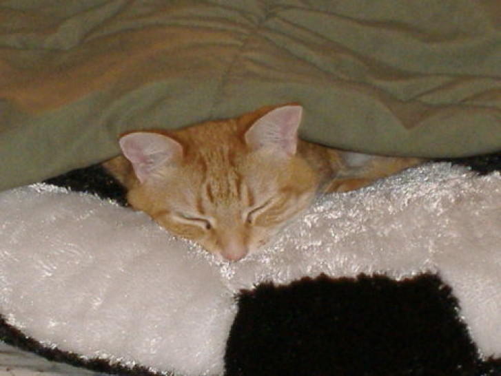 Picture of a cat / kitten / feline