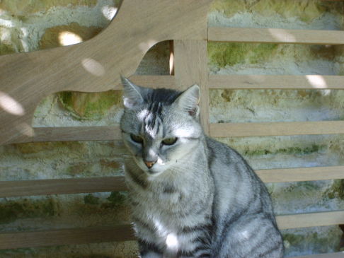 Picture of a cat / kitten / feline