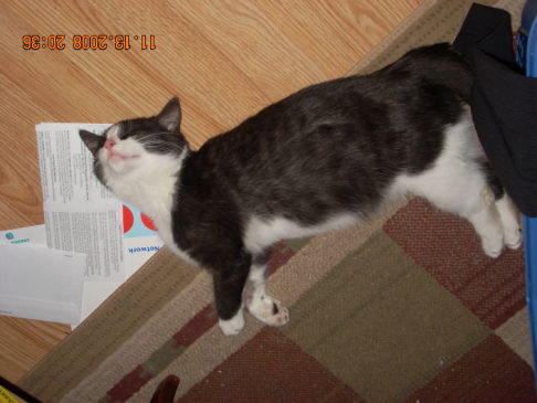 Picture of a cat / kitten / feline