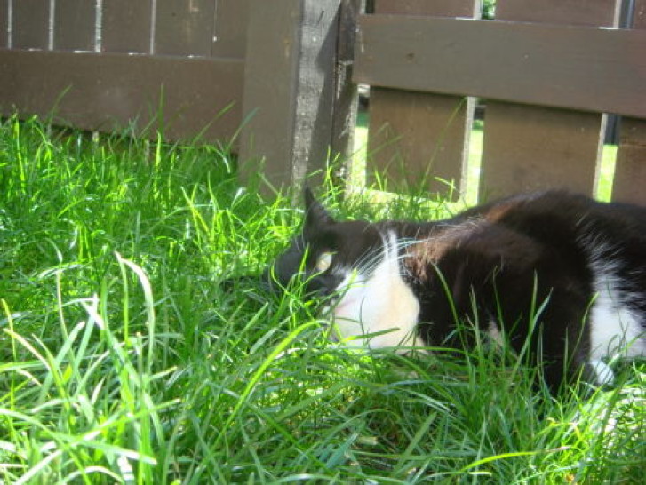 Picture of a cat / kitten / feline