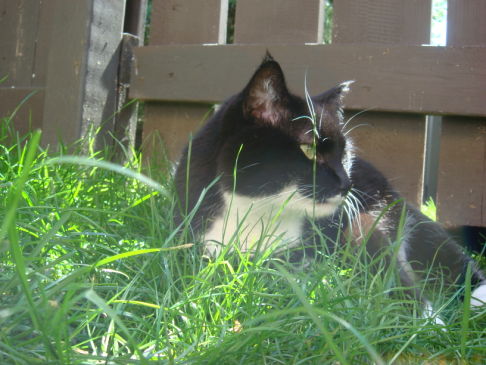 Picture of a cat / kitten / feline