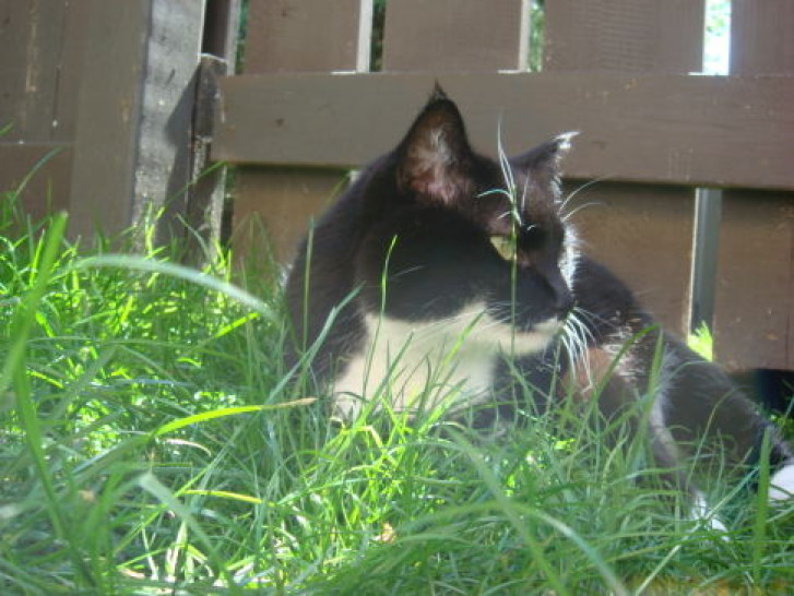 Picture of a cat / kitten / feline