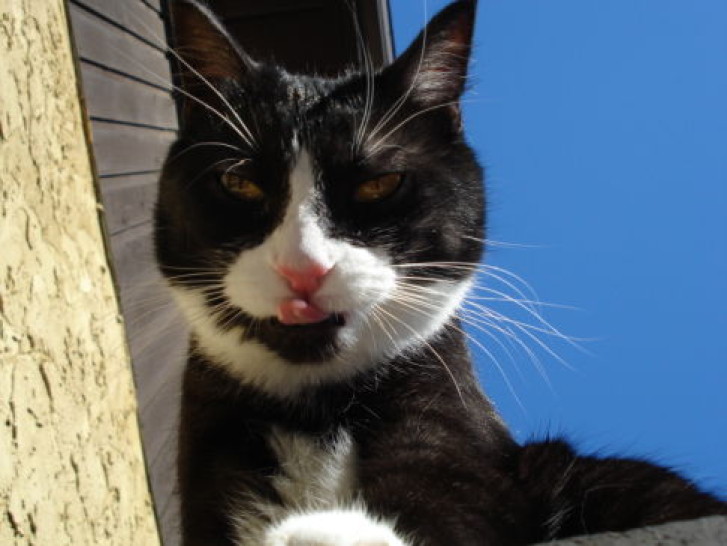 Picture of a cat / kitten / feline