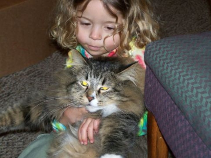 Picture of a cat / kitten / feline