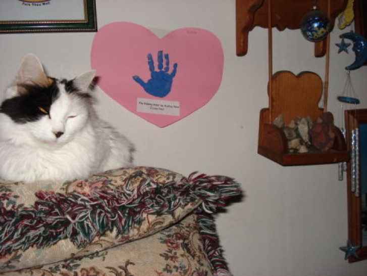 Picture of a cat / kitten / feline