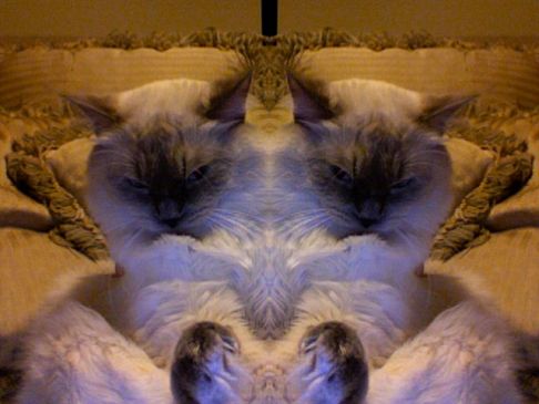 Picture of a cat / kitten / feline