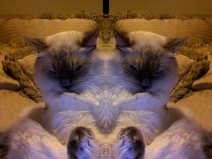 Picture of a cat / kitten / feline