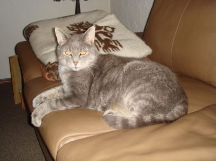 Picture of a cat / kitten / feline