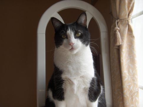 Picture of a cat / kitten / feline