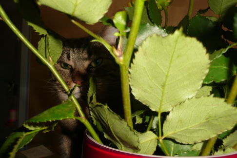 Picture of a cat / kitten / feline