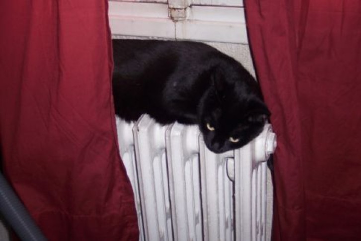 Picture of a cat / kitten / feline