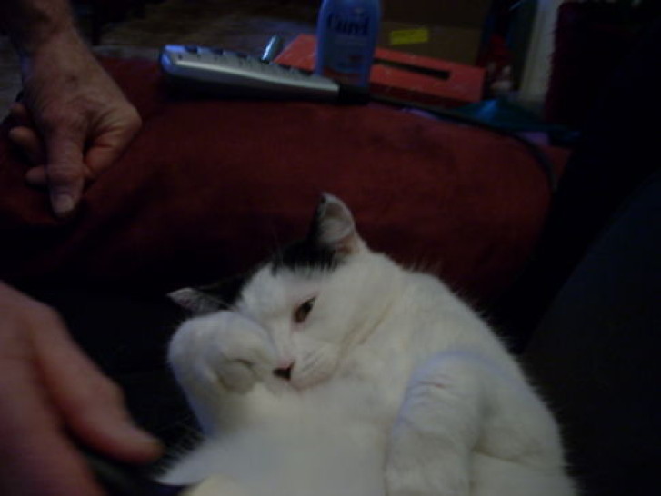 Picture of a cat / kitten / feline