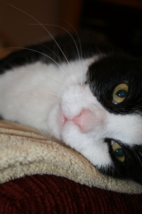 Picture of a cat / kitten / feline