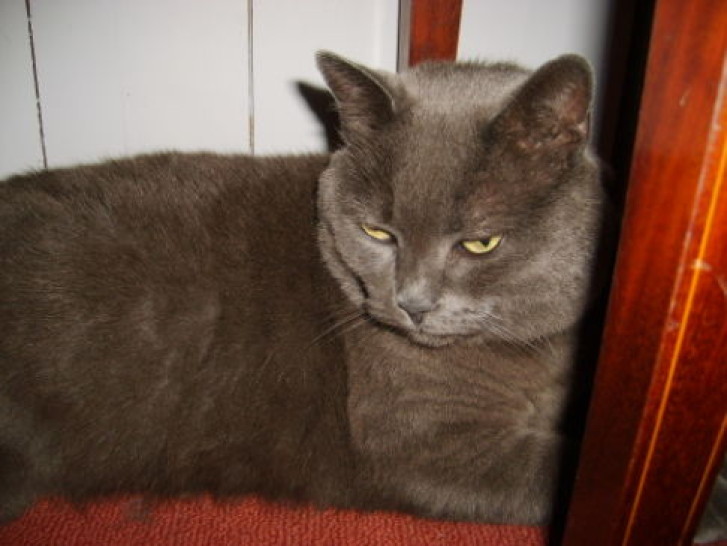 Picture of a cat / kitten / feline