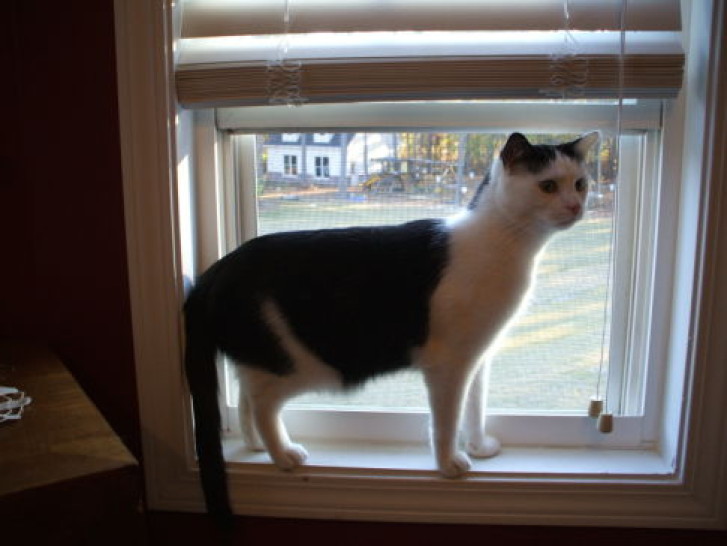 Picture of a cat / kitten / feline