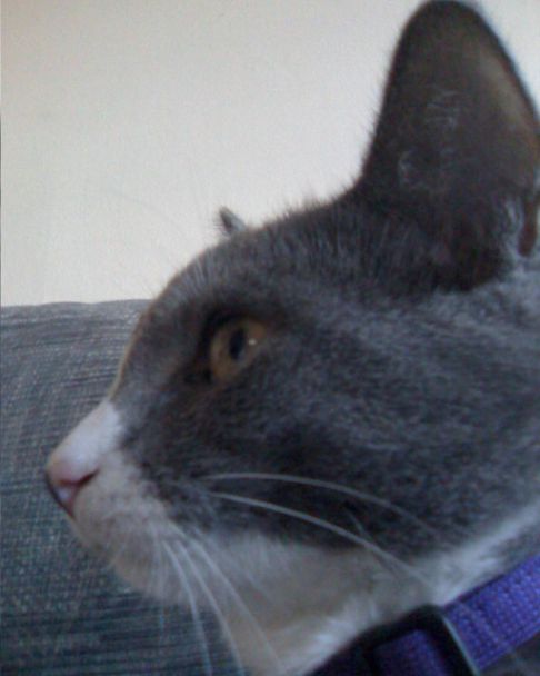 Picture of a cat / kitten / feline