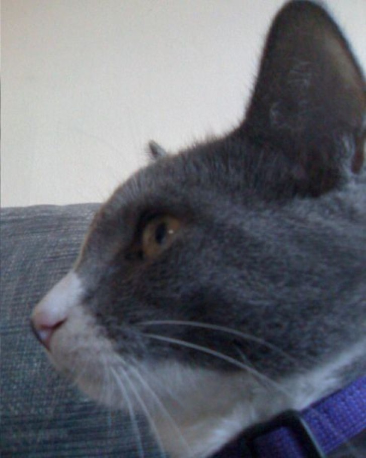 Picture of a cat / kitten / feline