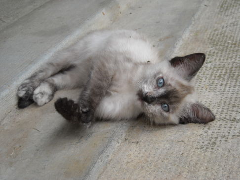 Picture of a cat / kitten / feline