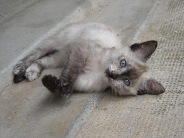 Picture of a cat / kitten / feline