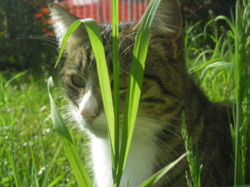 Picture of a cat / kitten / feline