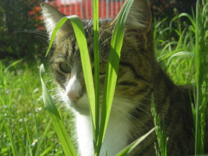 Picture of a cat / kitten / feline