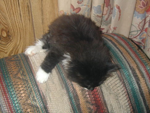 Picture of a cat / kitten / feline