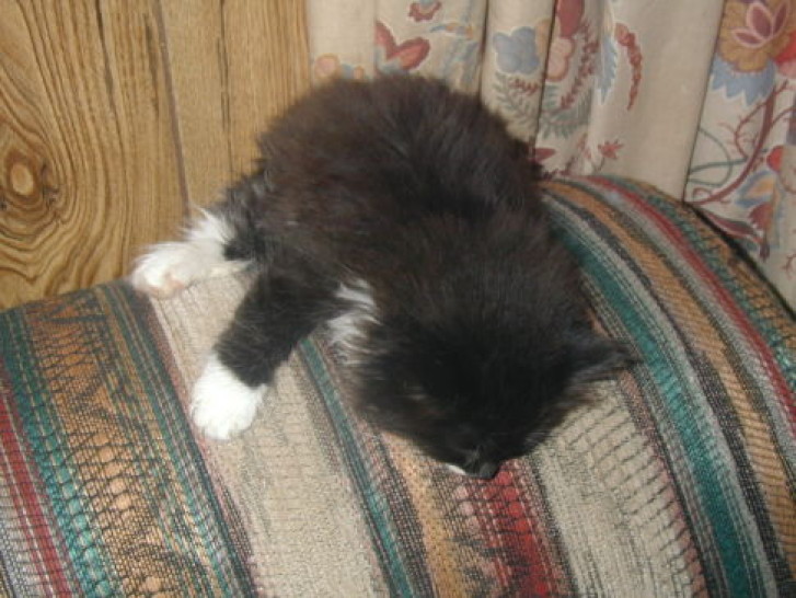 Picture of a cat / kitten / feline