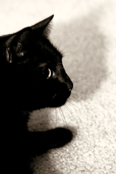 Picture of a cat / kitten / feline