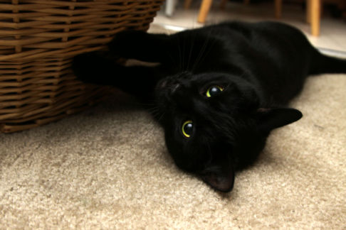 Picture of a cat / kitten / feline