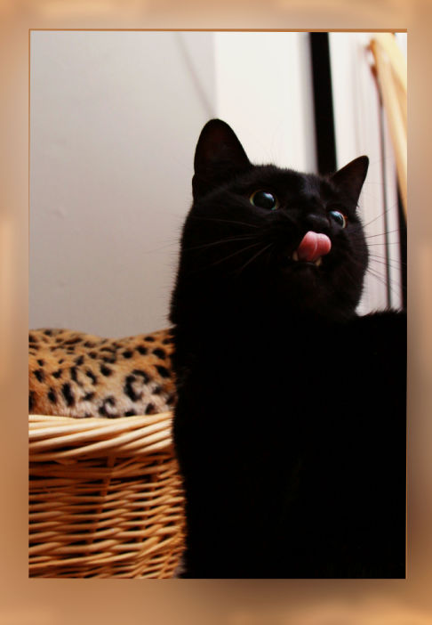 Picture of a cat / kitten / feline