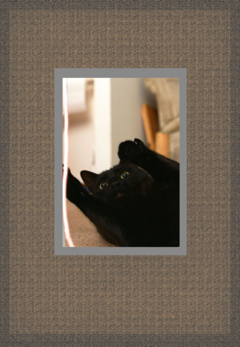 Picture of a cat / kitten / feline