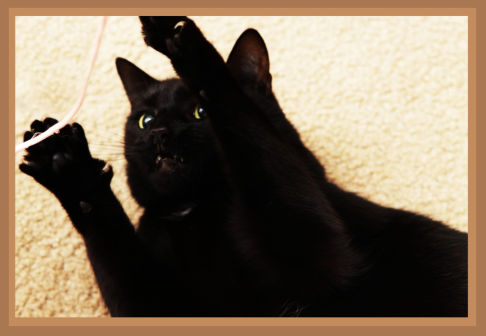 Picture of a cat / kitten / feline