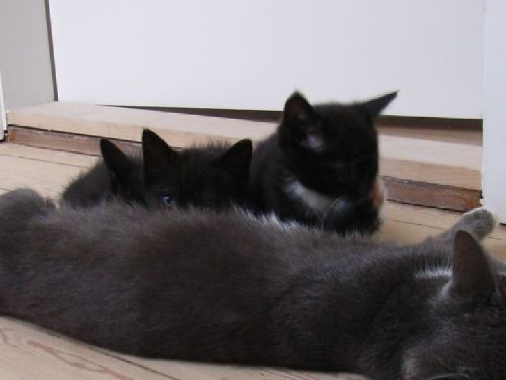 Picture of a cat / kitten / feline