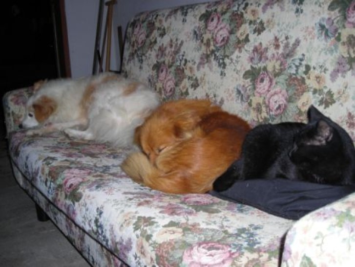 Picture of a cat / kitten / feline