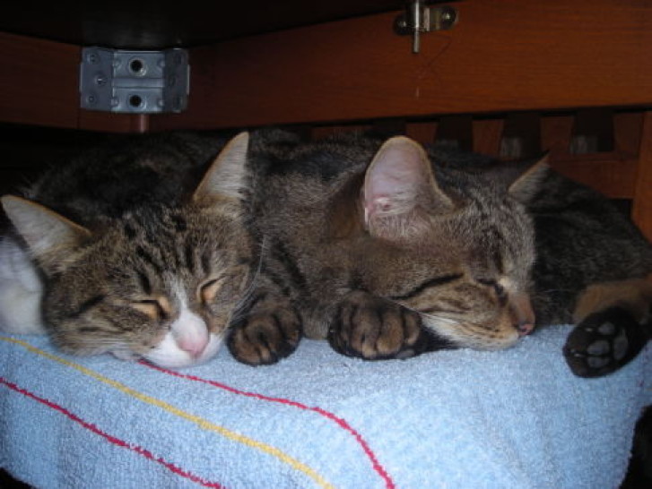 Picture of a cat / kitten / feline