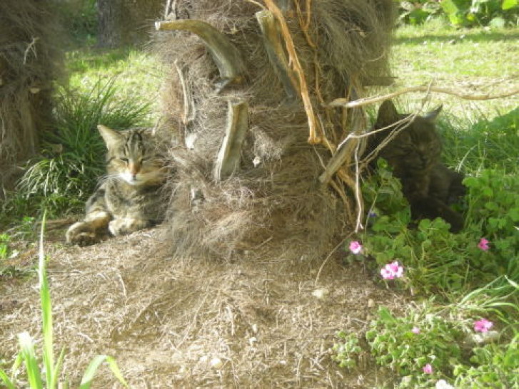 Picture of a cat / kitten / feline